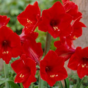 Amarilis 'Red Lion' simple